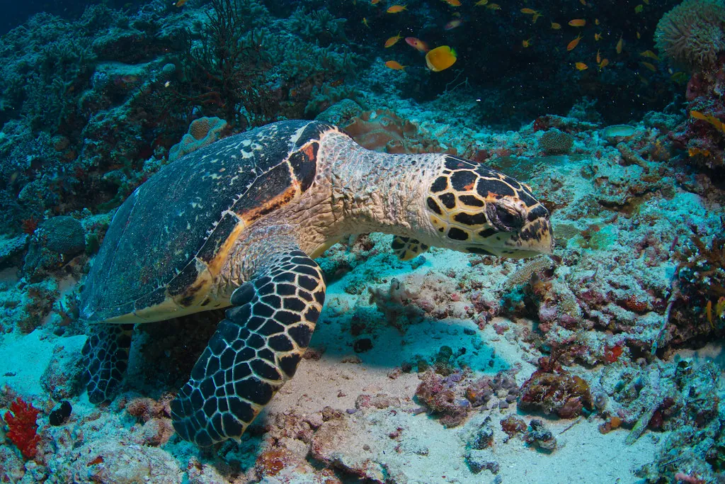 Hawksbill Turtle
