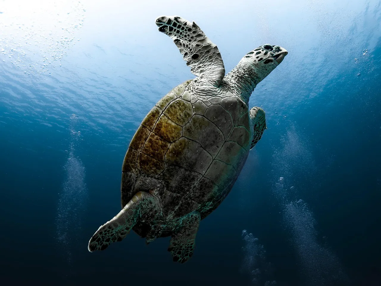 tortoise, reptile, sea turtle, red sea, dive, underwater, nature, water, ocean